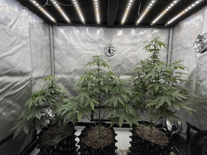 Super Sativa Seed Club - Tester A. Week 14