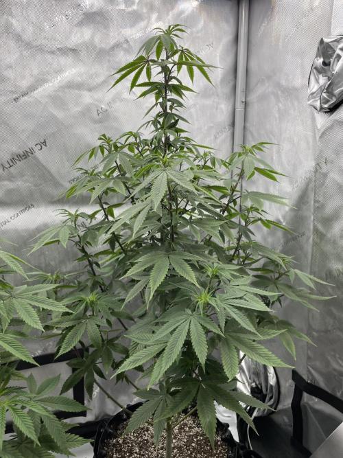 Super Sativa Seed Club - Tester A. Week 14