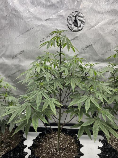 Super Sativa Seed Club - Tester A. Week 14
