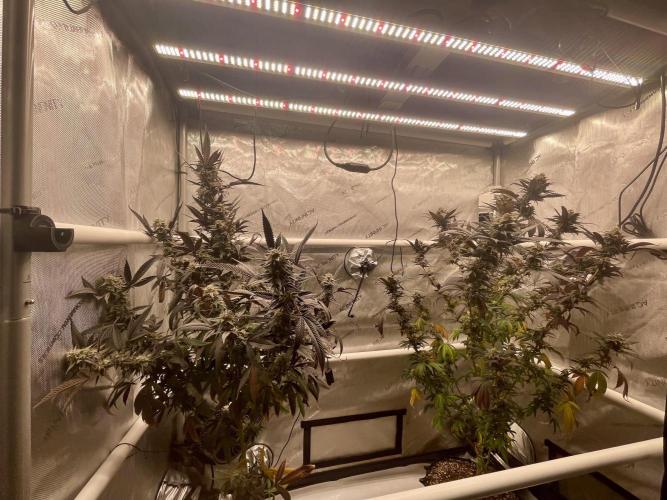 Cherry Poppers - Round #2. Week 10