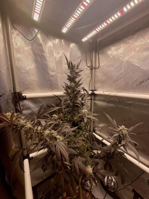 Cherry Poppers - Round #2. Week 10