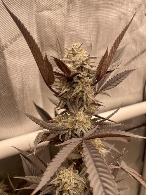 Cherry Poppers - Round #2. Week 10