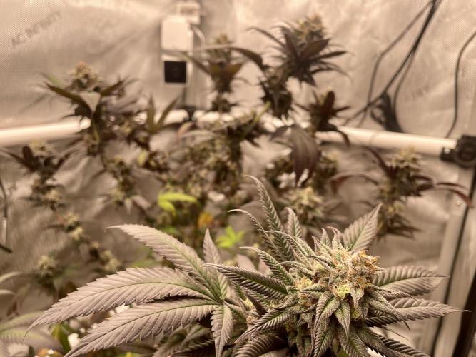 Cherry Poppers - Round #2. Week 10