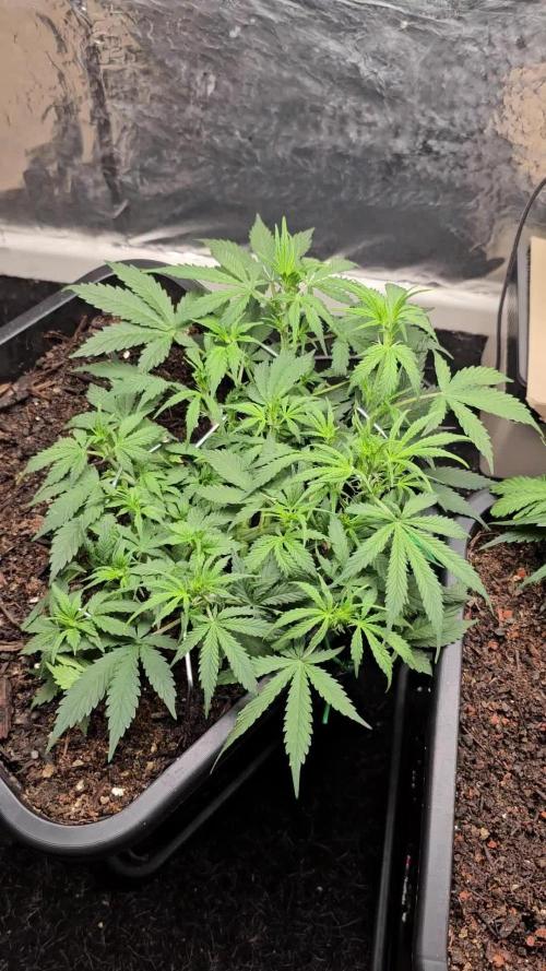 Bonus Seed: Gelato Auto - FastBuds