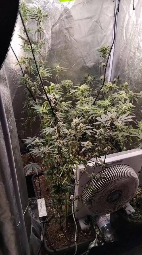 Gta bsf seeds