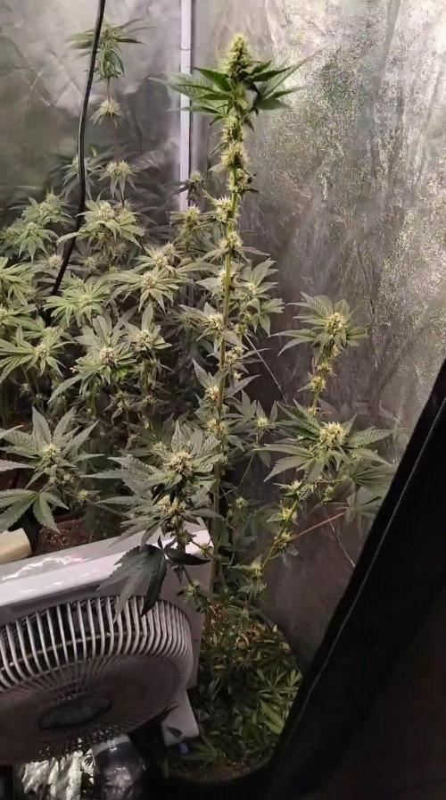 Gta bsf seeds