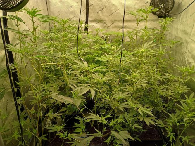 Lets Test some Strains. Week 8 - 1