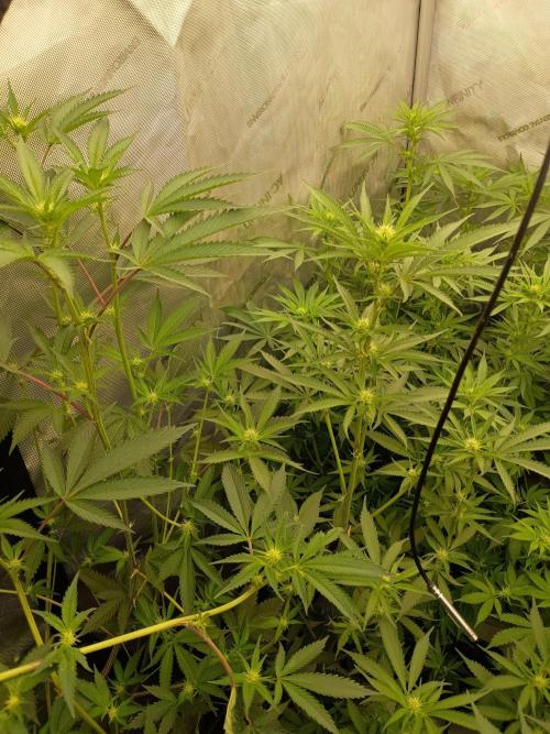 Lets Test some Strains. Week 8 - 2