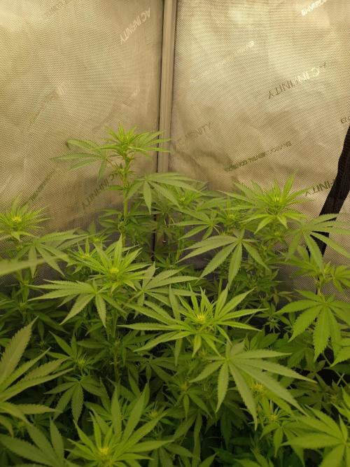 Lets Test some Strains. Week 8 - 3