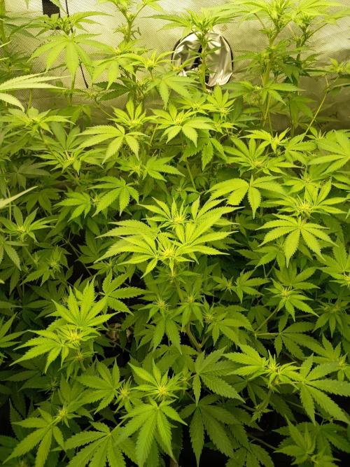 Lets Test some Strains. Week 8 - 4