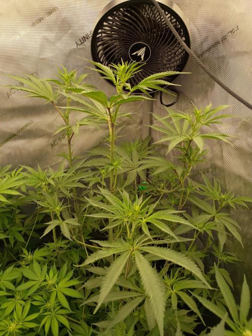 Lets Test some Strains. Week 8 - Trich Beast 