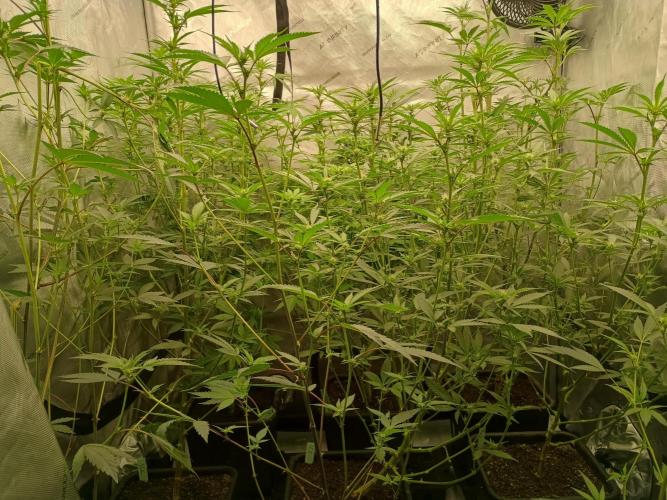 Lets Test some Strains. Week 8 - 5