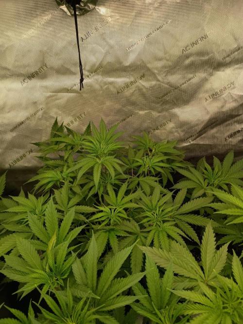 Fullgas vs Exodus Cheese. Week 4 - Fullgas #3