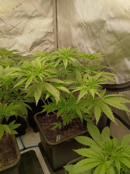 Fullgas vs Exodus Cheese. Week 4 - Fullgas #5