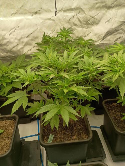 Fullgas vs Exodus Cheese. Week 4 - Fullgas #2