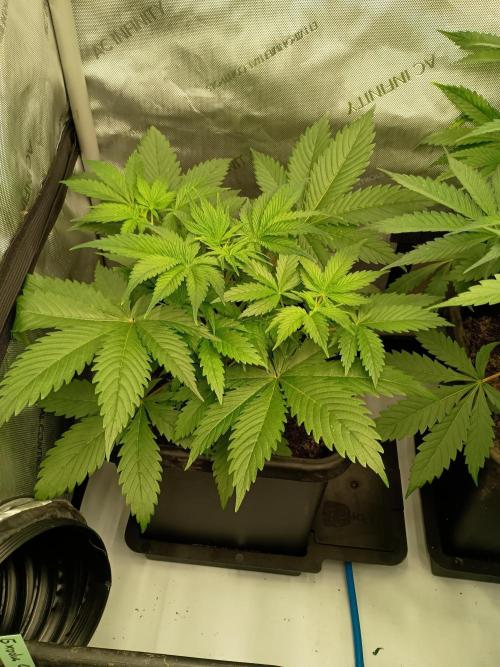 Fullgas vs Exodus Cheese. Week 4 - Exodus cheese #3