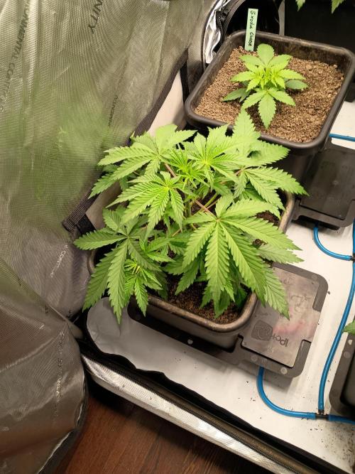 Fullgas vs Exodus Cheese. Week 4 - Exodus cheese #1