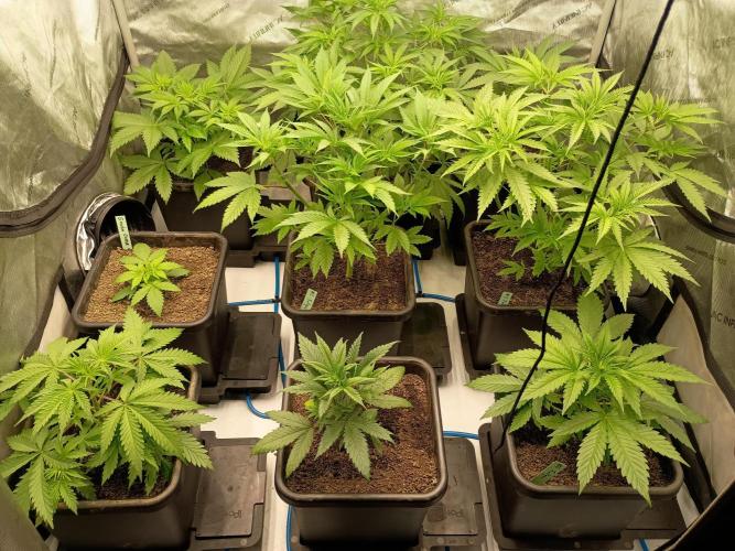 Fullgas vs Exodus Cheese. Week 4 - All