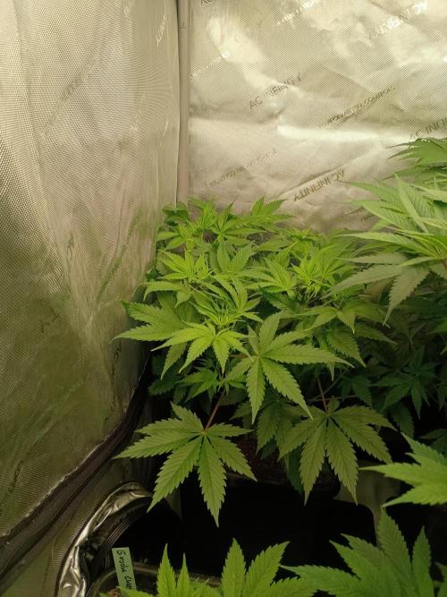 Fullgas vs Exodus Cheese. Week 5 - 1