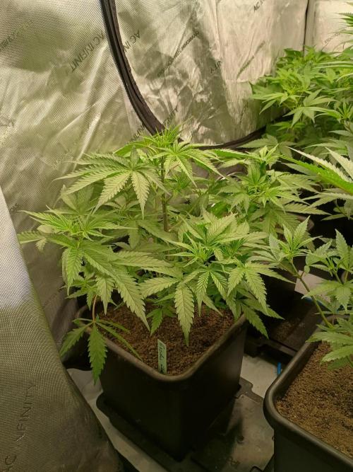 Fullgas vs Exodus Cheese. Week 5 - 2