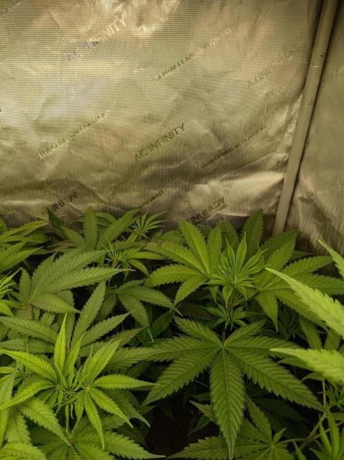 Fullgas vs Exodus Cheese. Week 5 - 3