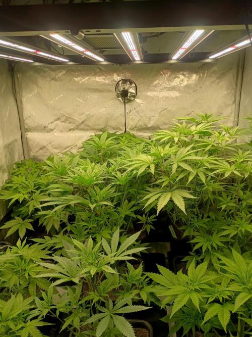 Fullgas vs Exodus Cheese. Week 5 - 4