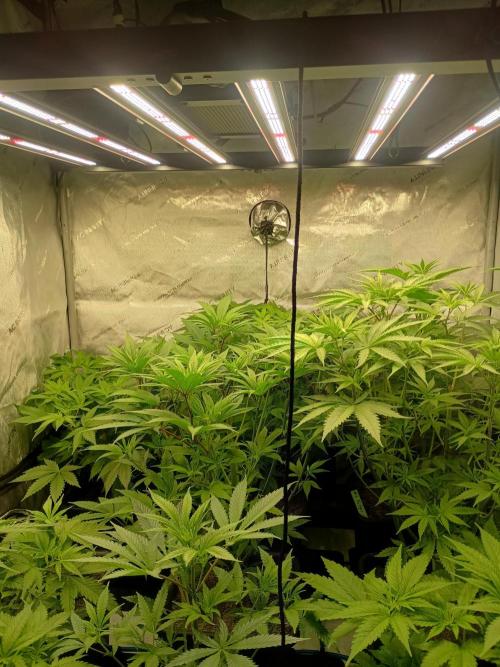 Fullgas vs Exodus Cheese. Week 5 - 5