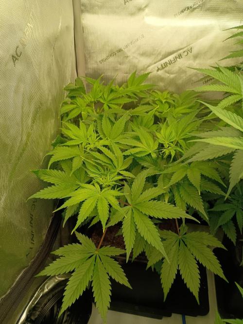 Fullgas vs Exodus Cheese. Week 5 - 6