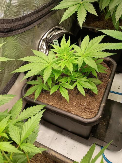 Fullgas vs Exodus Cheese. Week 5 - 7