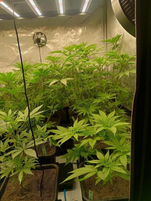 Fullgas vs Exodus Cheese. Week 5 - 8