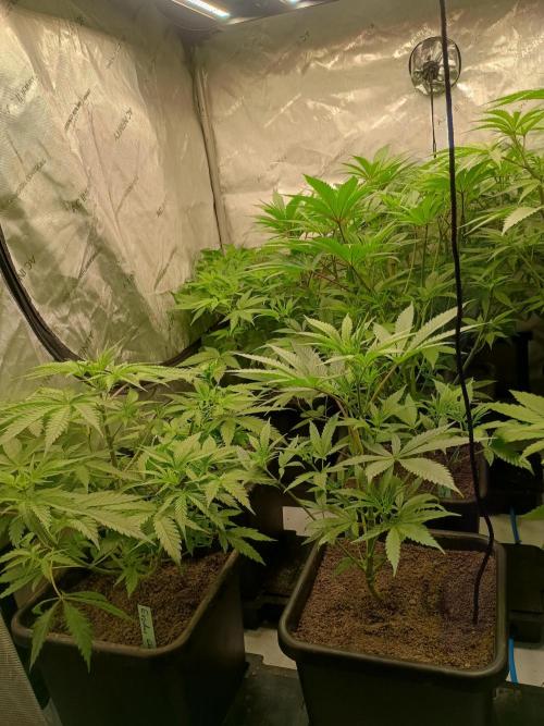 Fullgas vs Exodus Cheese. Week 5 - 10