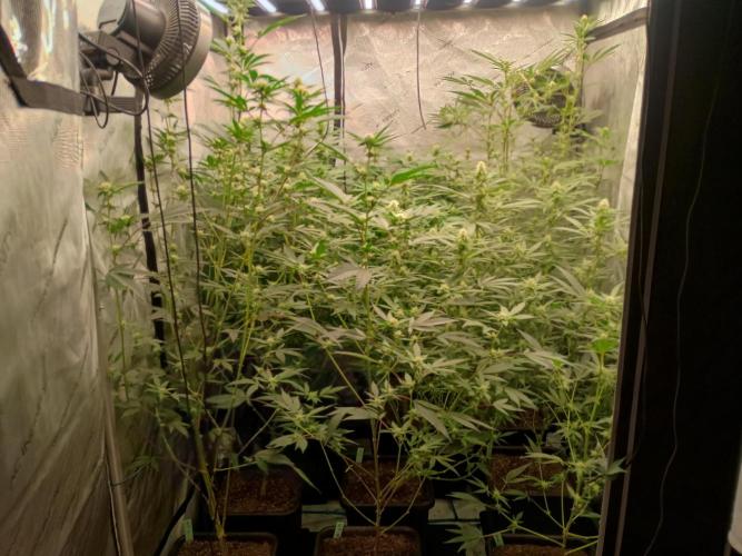 Lets Test some Strains. Week 9