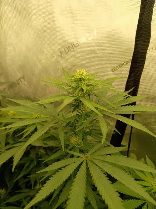 Lets Test some Strains. Week 9