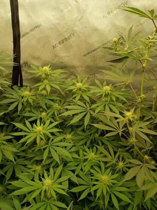 Lets Test some Strains. Week 9