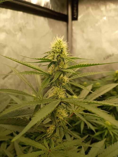 Lets Test some Strains. Week 9