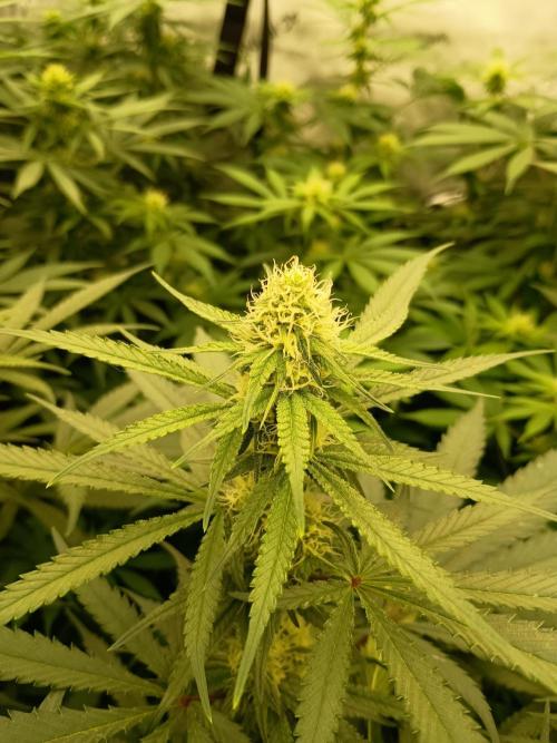 Lets Test some Strains. Week 9