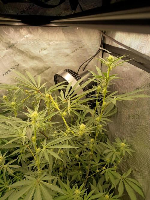 Lets Test some Strains. Week 9