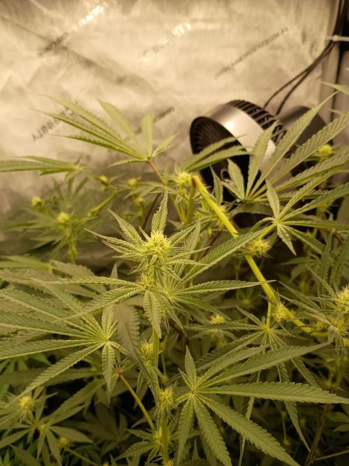 Lets Test some Strains. Week 9