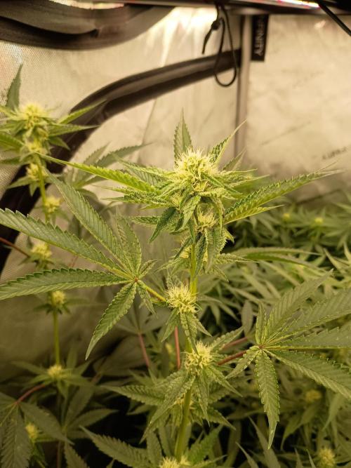 Lets Test some Strains. Week 9