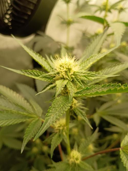 Lets Test some Strains. Week 9