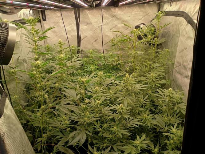 Lets Test some Strains. Week 9