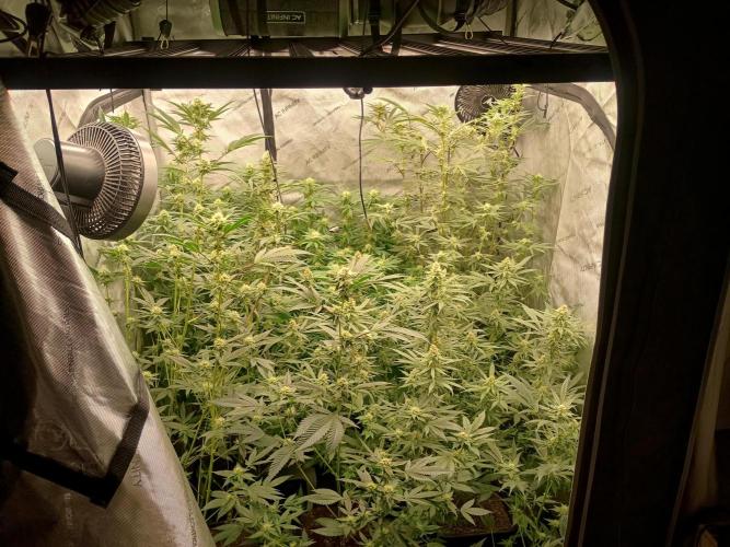 Lets Test some Strains. Week 10 - Overview