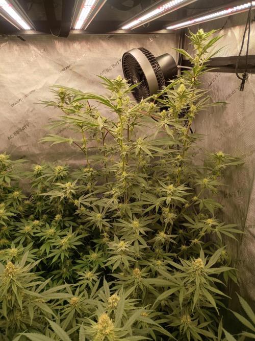 Lets Test some Strains. Week 10 - Trich Beast 