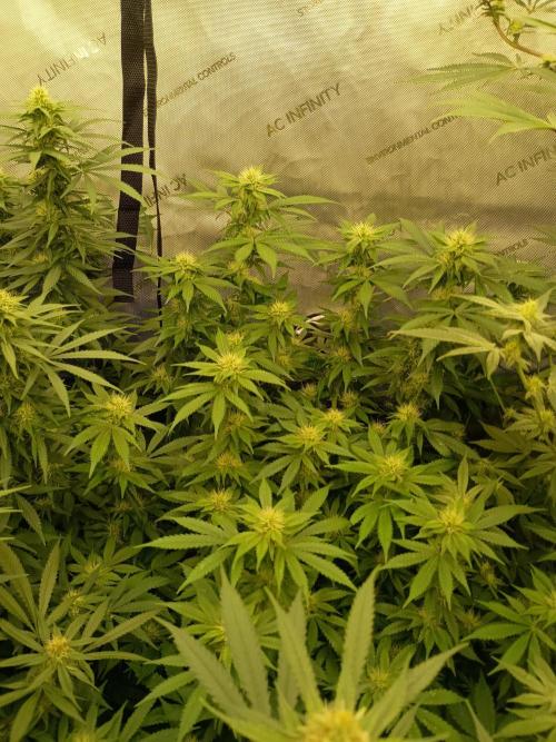 Lets Test some Strains. Week 10 - Bubblegum 