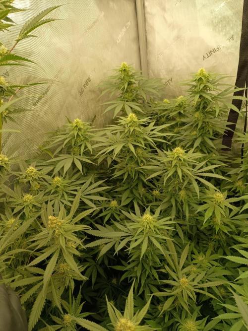 Lets Test some Strains. Week 10 - AK47