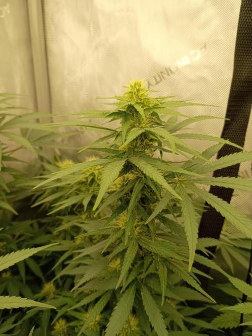 Lets Test some Strains. Week 10 - Ak47