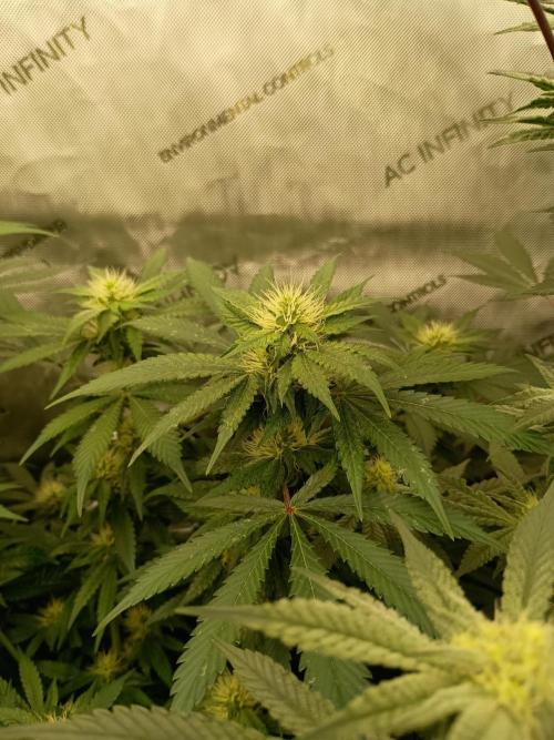 Lets Test some Strains. Week 10 - Bubble