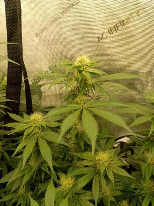 Lets Test some Strains. Week 10 - Bubblegum 2