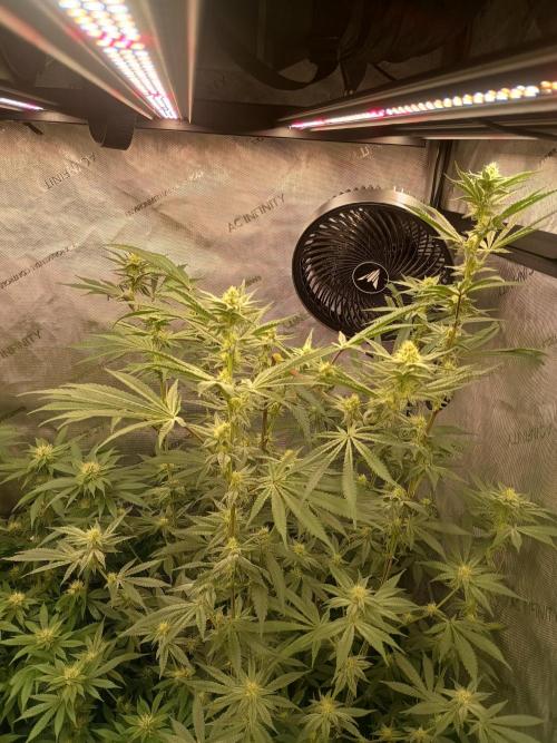 Lets Test some Strains. Week 10 - Trich Beast 2