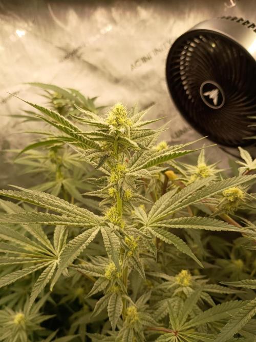 Lets Test some Strains. Week 10 - Trich Beast 3